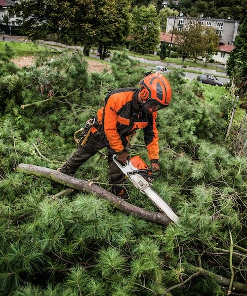 emergency tree removal Brisbane QLD